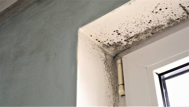 Professional Mold Removal in La Verkin, UT