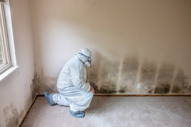 Best Real Estate Mold Inspection  in La Verkin, UT
