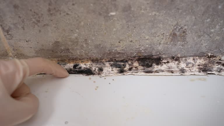 Mold Remediation for Rental Properties in La Verkin, UT